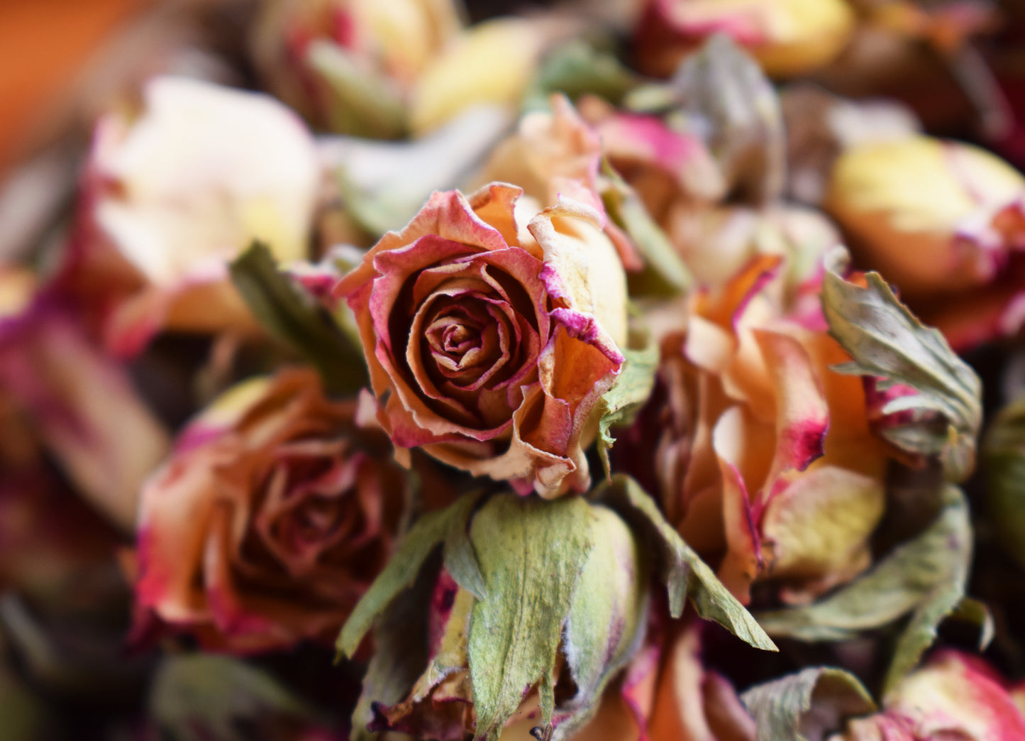 Rosas Naturales melocotón