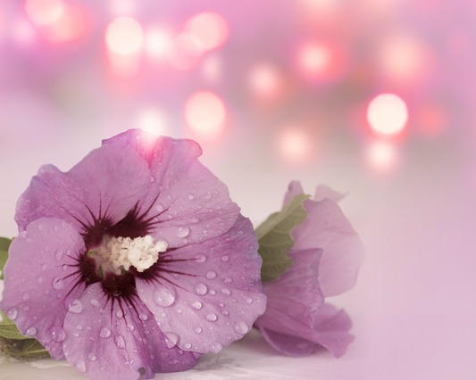 Fragrância Hibiscus Mauve