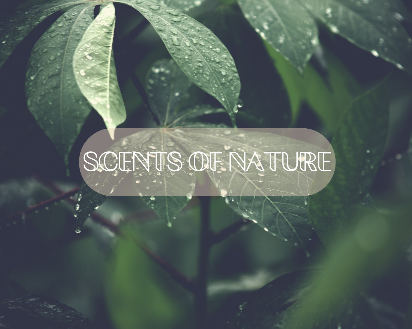 Naturcocó's Selection: Scents of Nature 