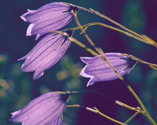 Fragrância Amethyst Violet