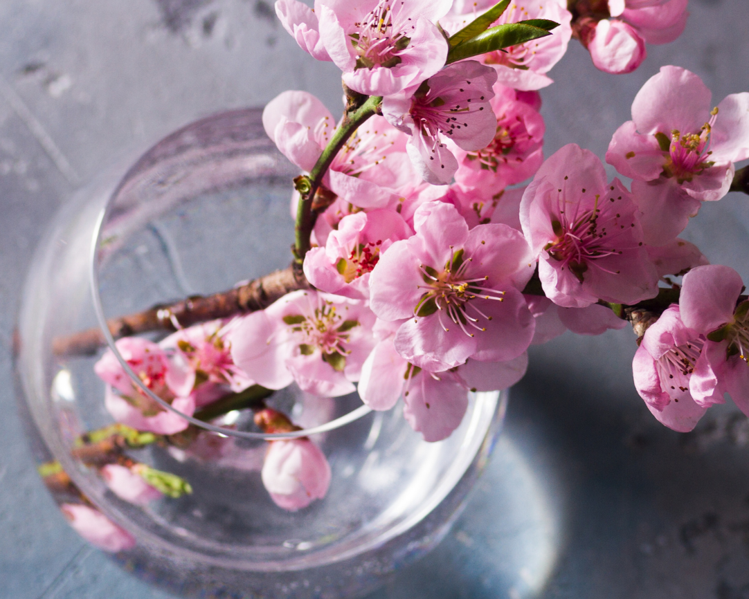 Fragrância Cherry Blossom