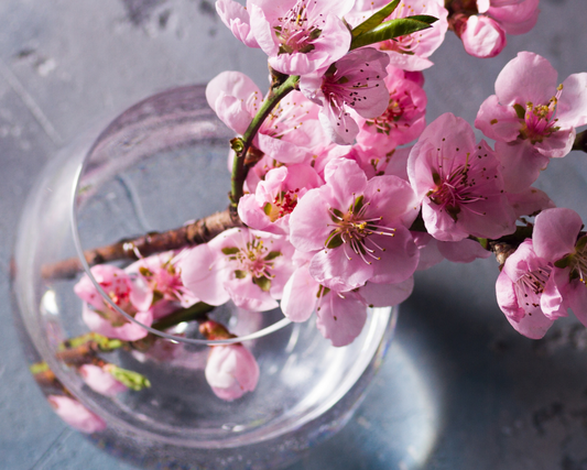 Fragrância Cherry Blossom