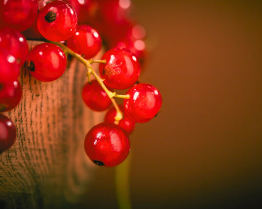 Fragrância Currant Reverie