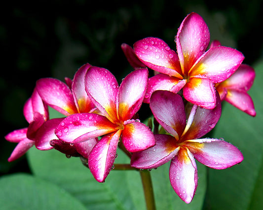 Fragrância Élixir de fleurs