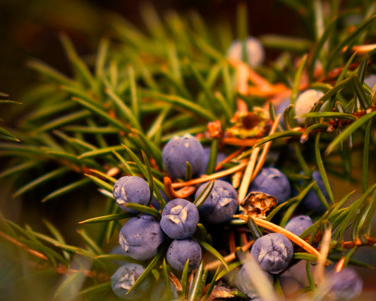 Fragrância de Juniper Forestwood 