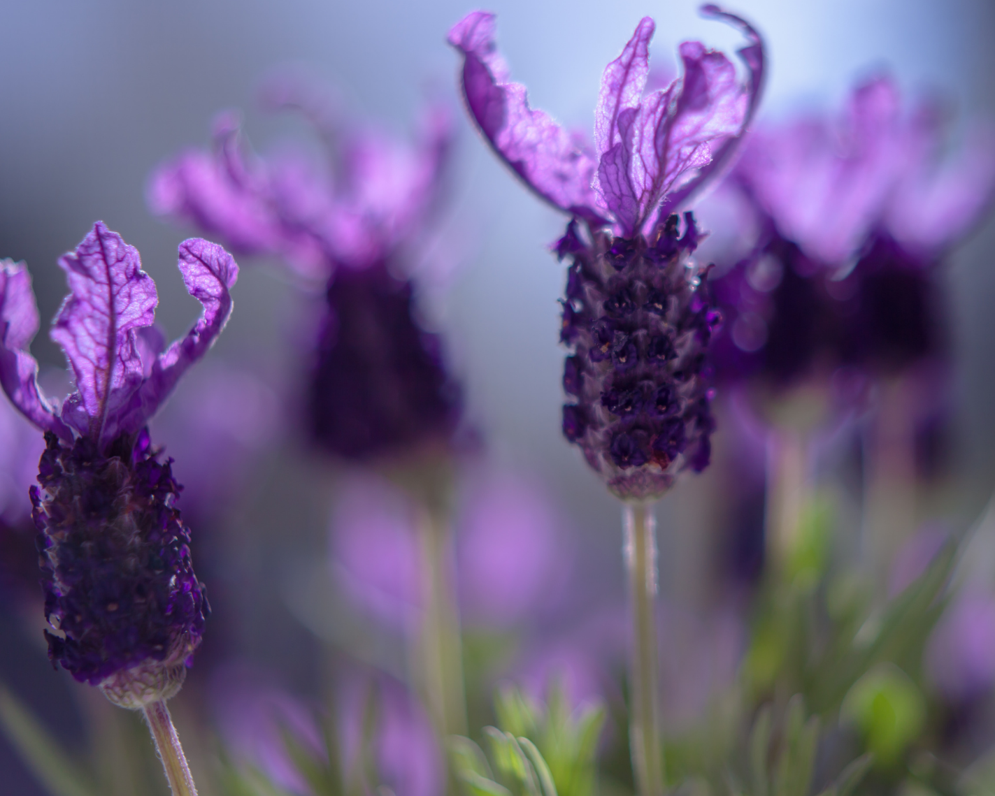 Fragrância de flor de lavanda 