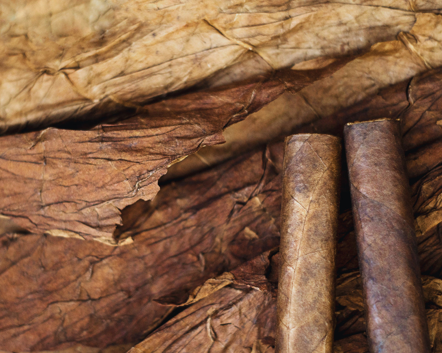 Fragrância Tobacco & Oak