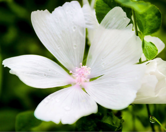 Fragrância White Musk