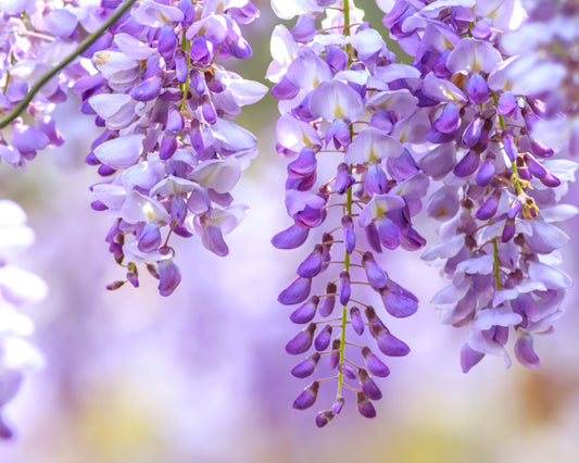 Fragrância The Wisteria Garden